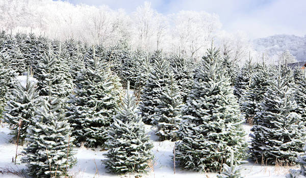 Christmas Tree Farm, Banner Elk