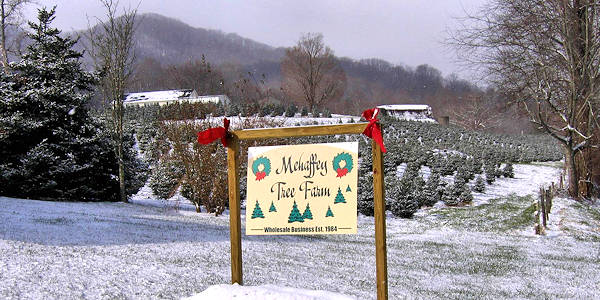 Mehaffey Tree Farm