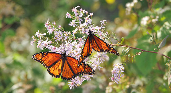 Monarch Butterfly, Blue Ridge Parkway