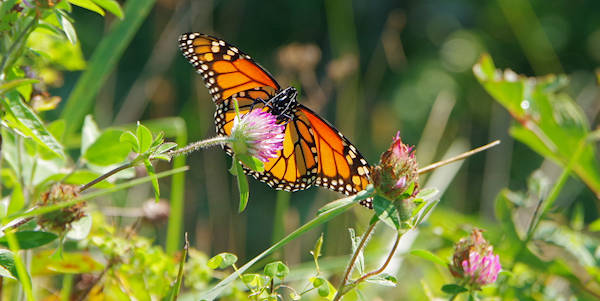 Monarch Butterfly Altapass