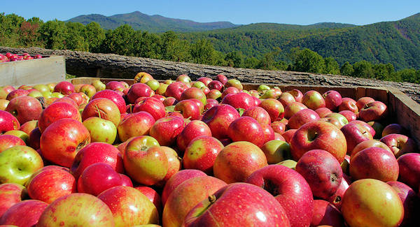 Orchard at Altapass, Blue Ridge Parkway