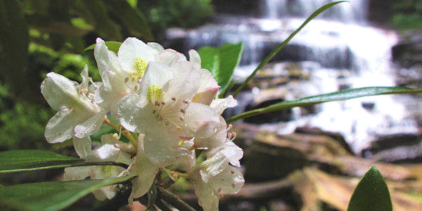 Pearsons Falls Rhododendron