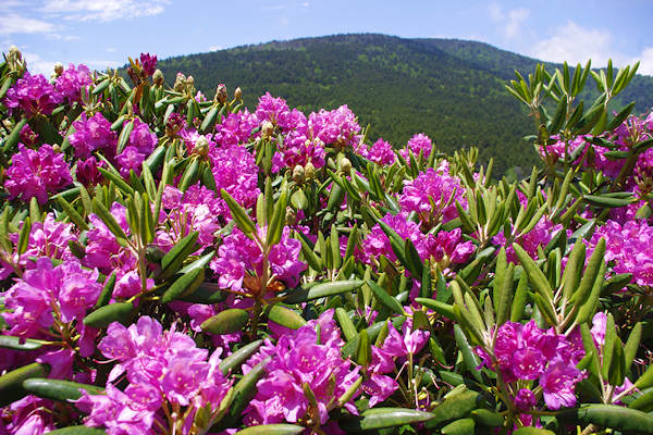 Roan Mountain Rhododendron NC