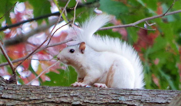 White Squirrel in Brevard NC