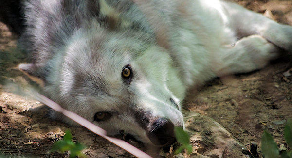 WNC Nature Center Wolf
