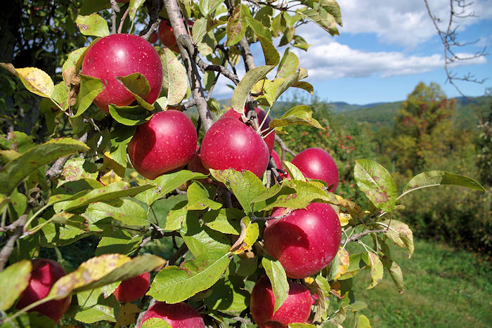 apple garden images