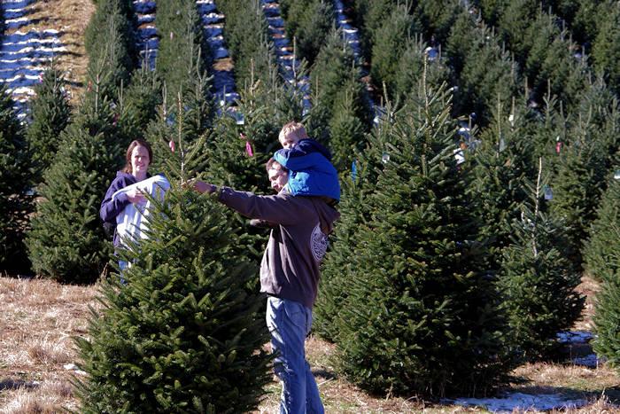 Fraser Fir Trees - NC Christmas Trees Association