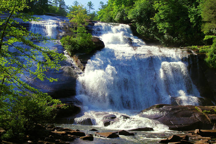 dupont_state_forest.jpg