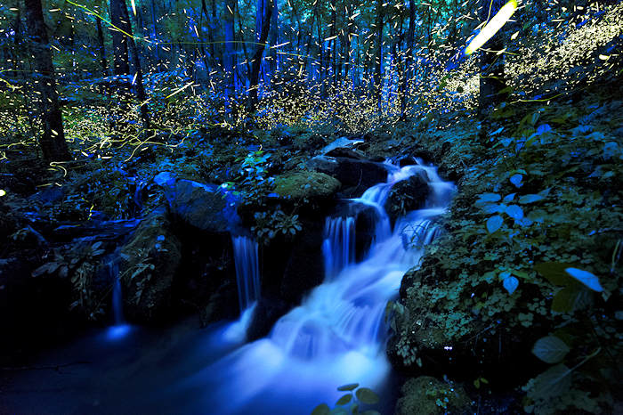Fireflies in the NC Mountains