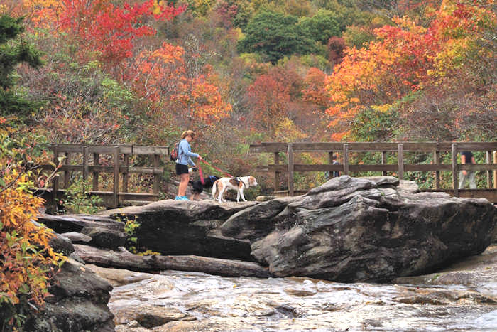 Top Pet-Friendly Places to Stay in Asheville N.C.