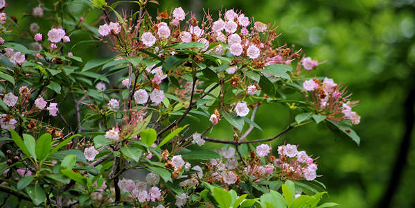 Pink Beds Hiking Trail, North Carolina