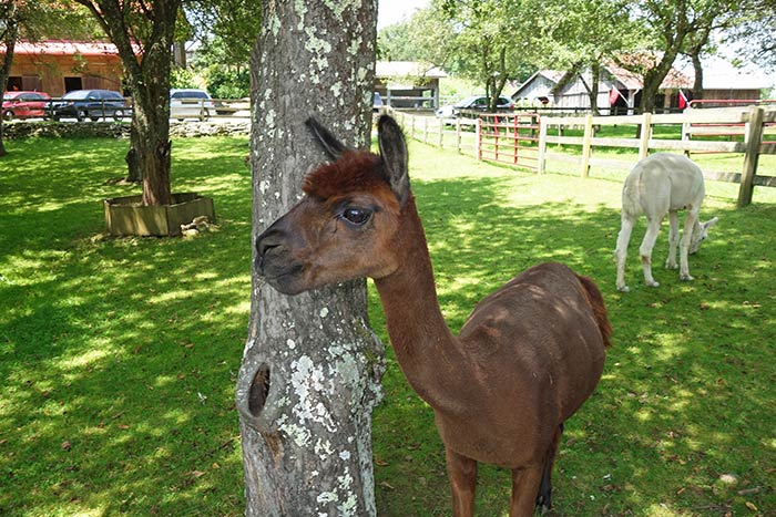 Apple Hill Farm