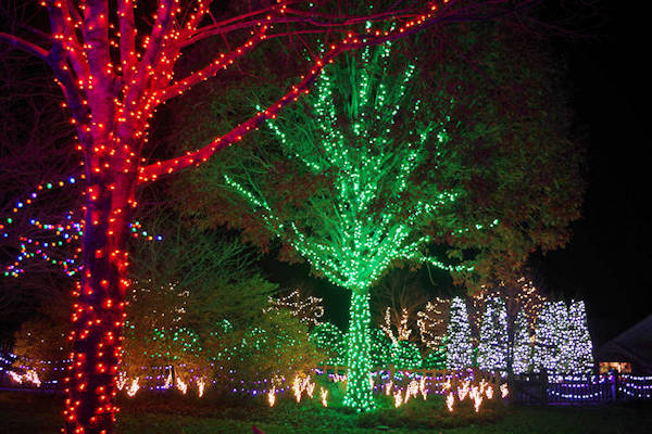 Winter Lights at NC Arboretum